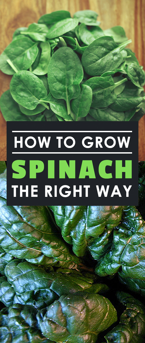 Learning how to grow spinach will unlock a lifetime of never-ending, delicious leafy greens that can be added to juices, salads, or any other kitchen classic.