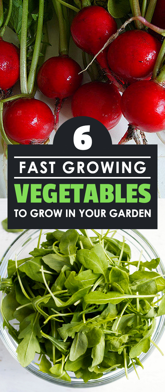 These six fast growing vegetables are a great way to have a consistent harvest, or ease your impatience if you want food on your table fast!
