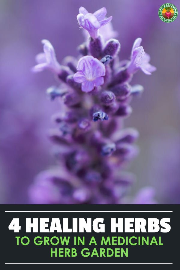 Now is the time of year that most gardeners begin planning their garden for the New Year, making tweaks and additions to their existing garden plans in order to create a garden that is bigger, better, and more beautiful than previous years.