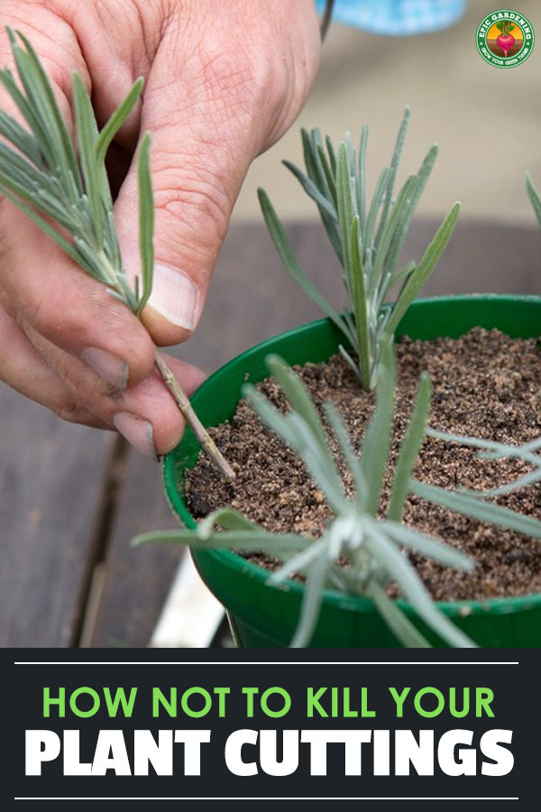 Taking plant cuttings is an amazing way to propagate and get a perfect clone of a mother plant. However, they need care! So learn how to keep them healthy.