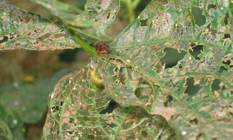 Bean leaves with insect damage
