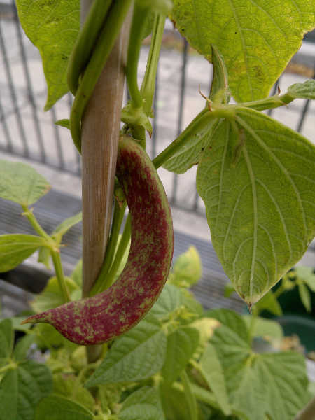 Borlotto shelling beans