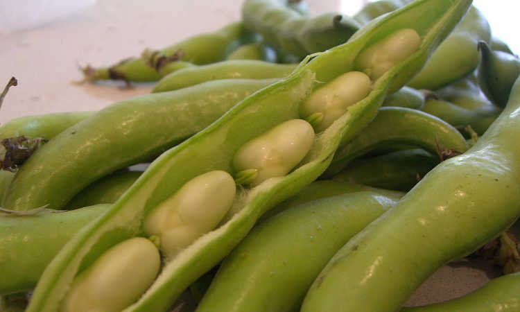 Broadbeans in shell