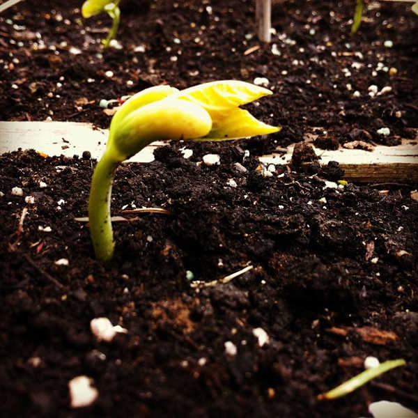 Bush bean sprout