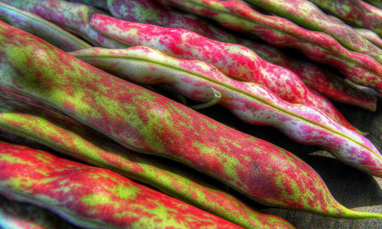 Cranberry beans in pod
