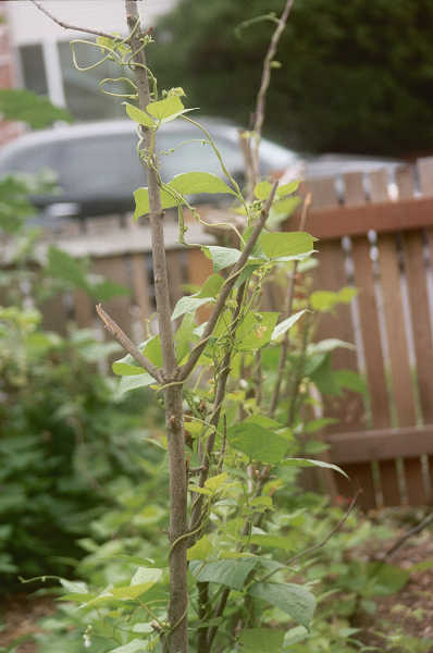 Kentucky Wonder beans overgrowing stakes