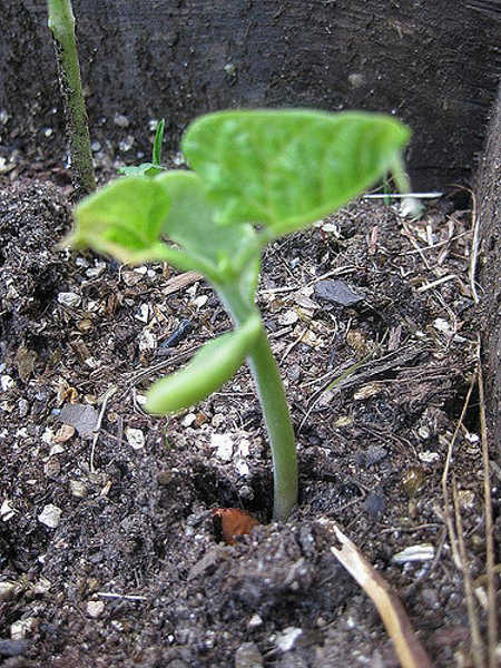 Kentucky Wonder young plant