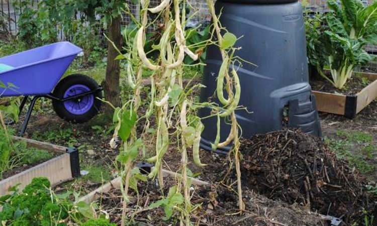 Kidney beans drying on the vine
