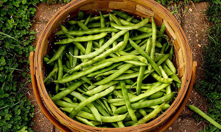 Pole Beans