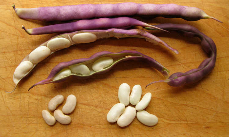 Purple pod beans being shelled