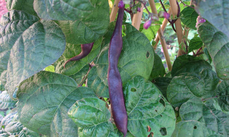 Purple pod pole beans with insect damage