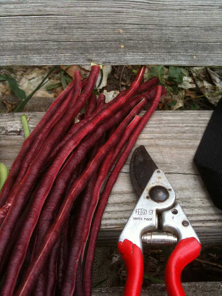 Red Noodle beans beside Felco pruners