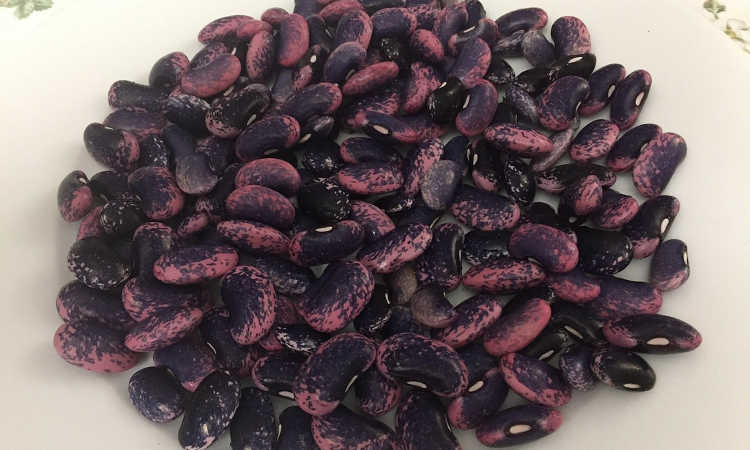 Scarlet Runner beans