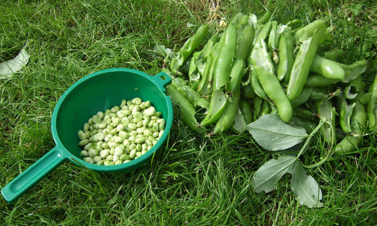 Shelling beans for dinner