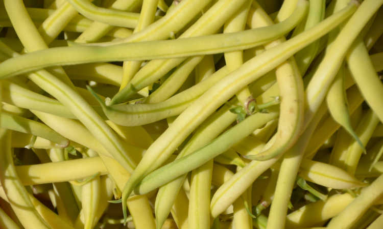Wax beans