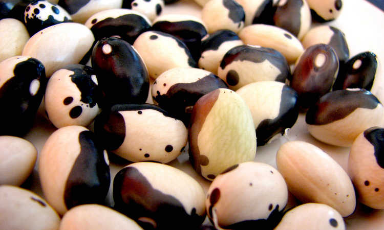 Yin Yang beans