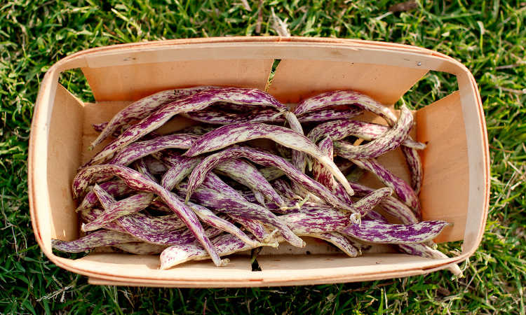 Dragons Tongue beans