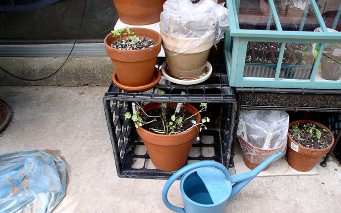Use Plastic Bags To Create Mini Greenhouses