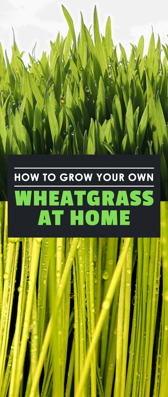 Learning how to grow your own wheatgrass is easy and gives you an endless supply of delicious, nutritious wheat greens.
