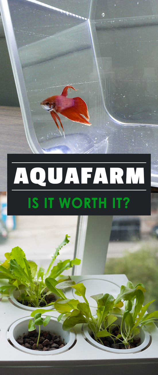 An AquaFarm review that covers what's in the package, how well it works for growing, and any problems that we ran into while using the product!