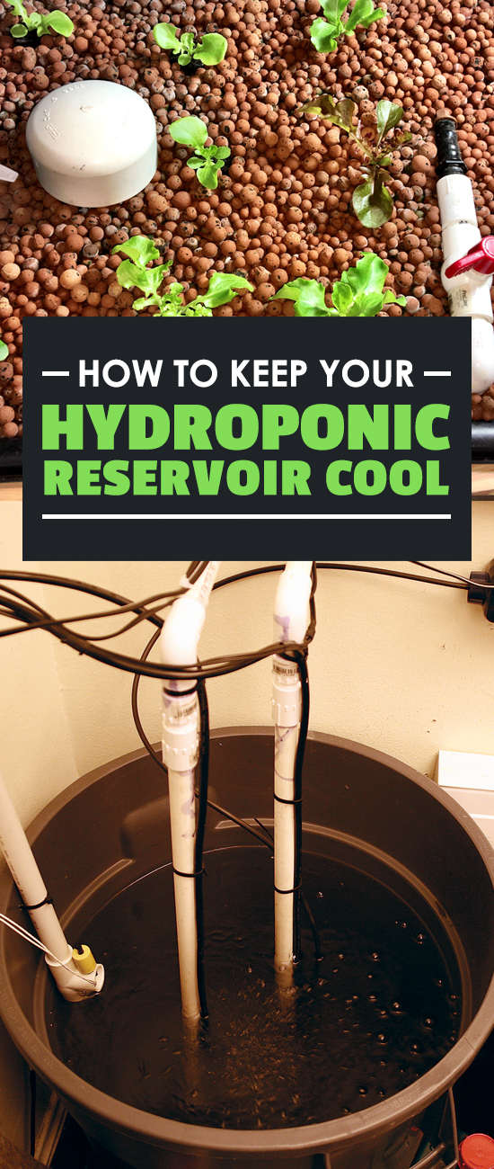 Learning how to keep your hydroponic reservoir cool will save you a lot of trouble, and possibly your entire grow itself. There are a few ways to keep cool...