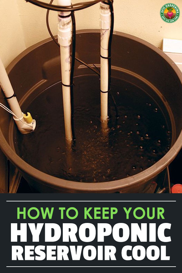 Learning how to keep your hydroponic reservoir cool will save you a lot of trouble, and possibly your entire grow itself. There are a few ways to keep cool...