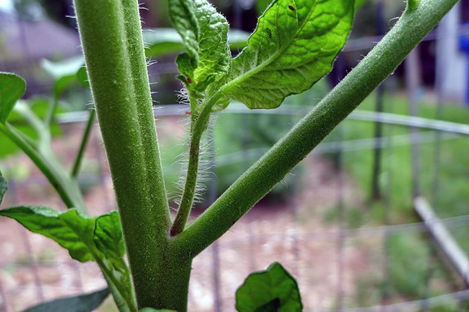 Tomato sucker