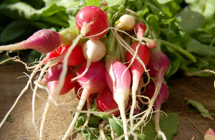 Fall Radishes