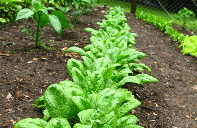 Fall Spinach