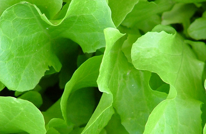 Fall Lettuce