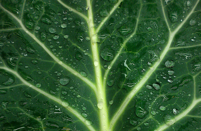 Fall Collards