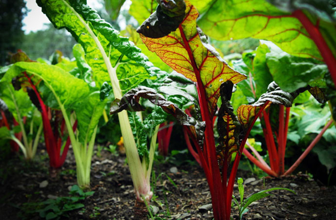 Fall Chard