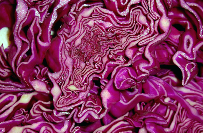 Fall Cabbage