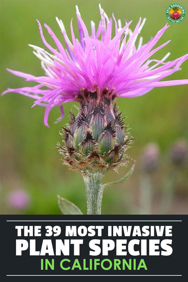 These 39 plants are the most invasive plant species in California - avoid them at all costs!