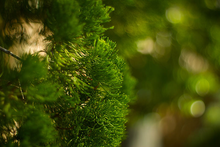 Foraging for Cedar