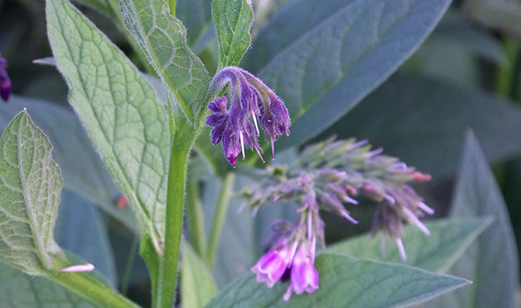 Foraging for Wild Comfrey