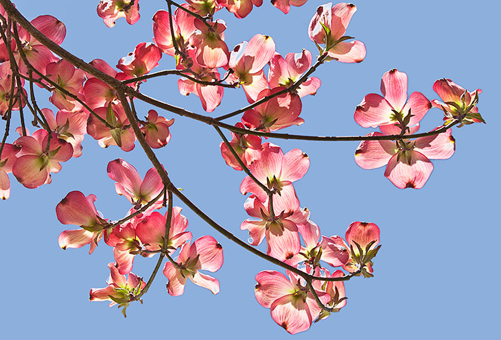Foraging for Dogwood Blossoms