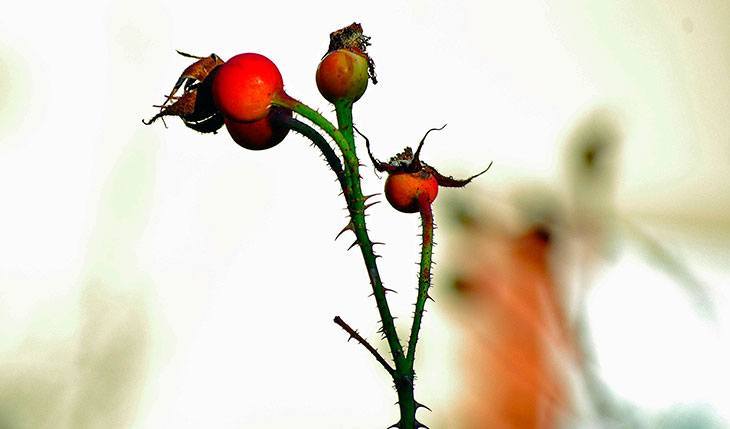 Foraging for Rose Hips