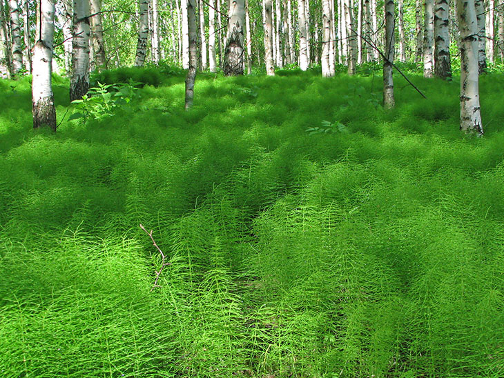 Foraging for Wild Horsetail