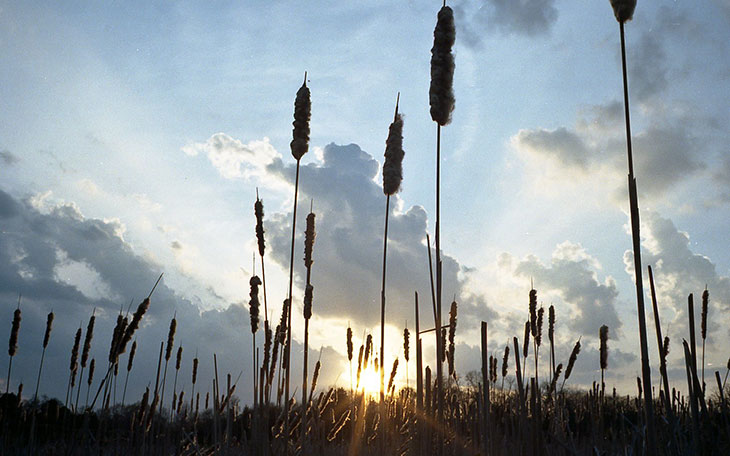 Wild Cattails