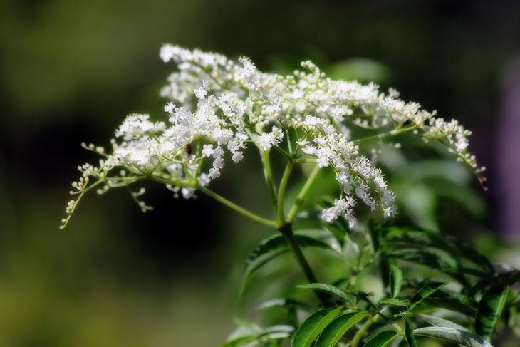 Wild Yarrow