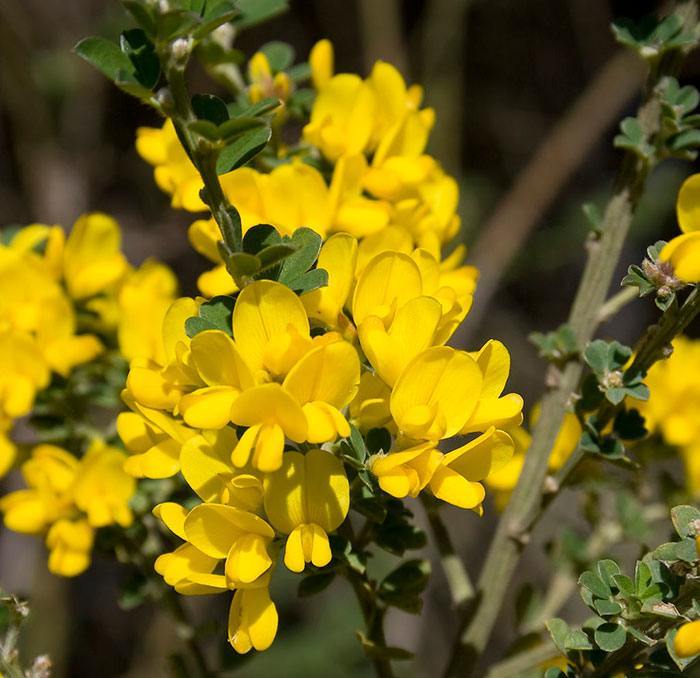 French_Broom2