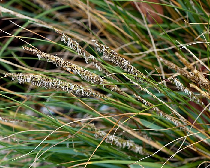 Spartina_Desniflora