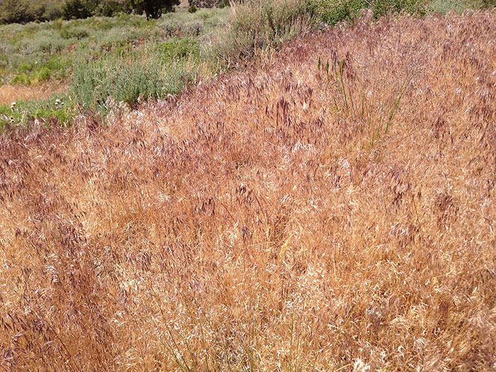 Bromus-tectorum