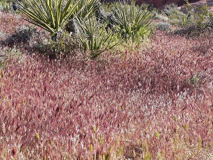 Bromus-madritensis