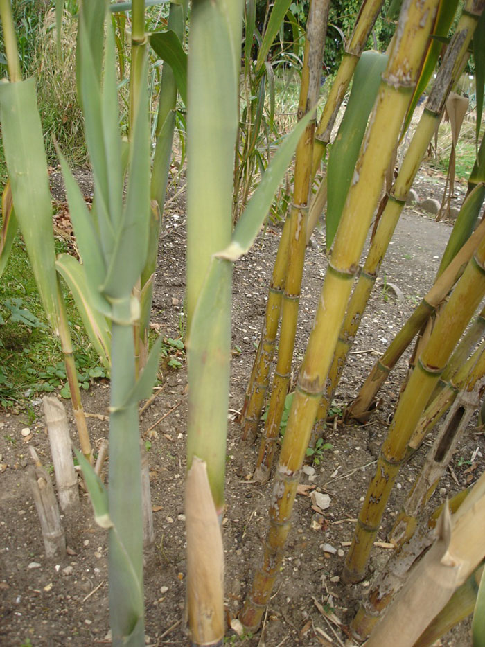 Arundo-donax