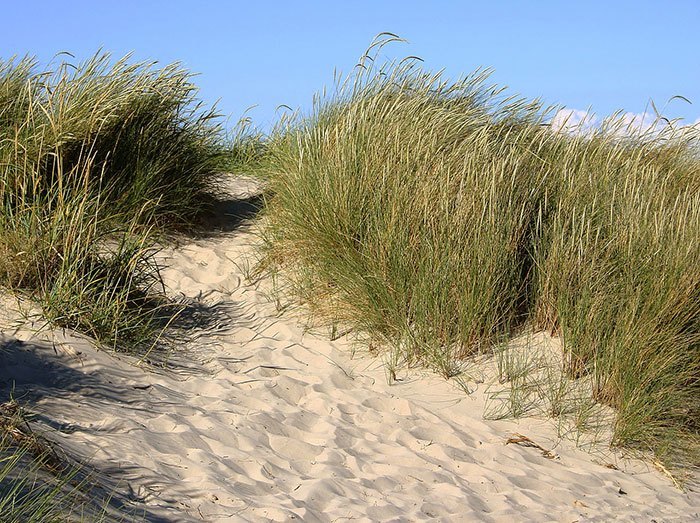 Ammophila-arenaria
