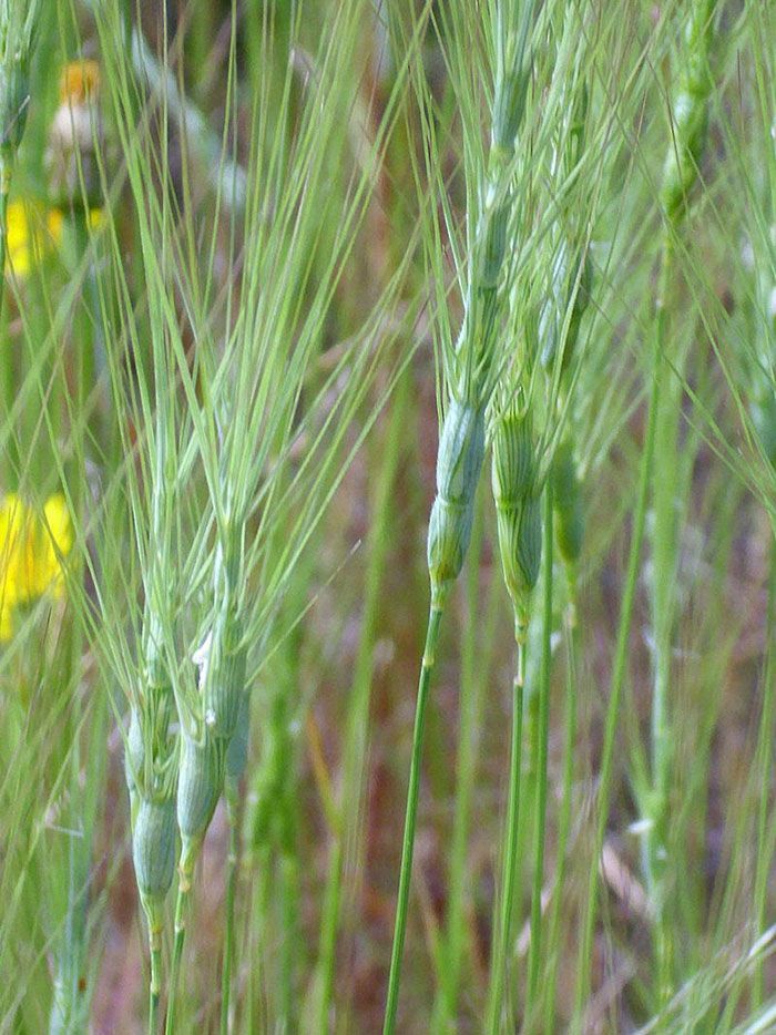 Aegilops-triuncialis