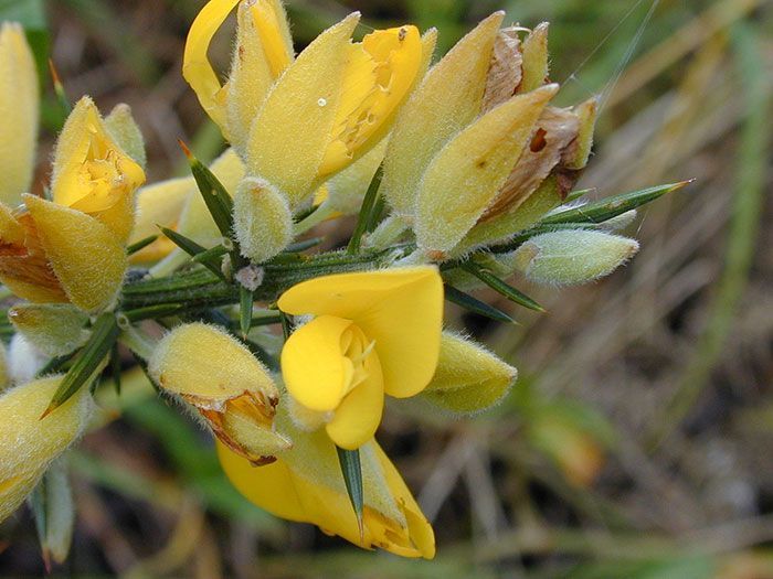 Ulex-europaeus