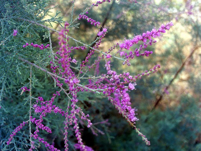 Tamarix-parviflora